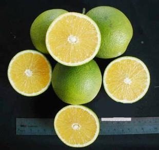 Vựa Trái Cây Việt Lượm