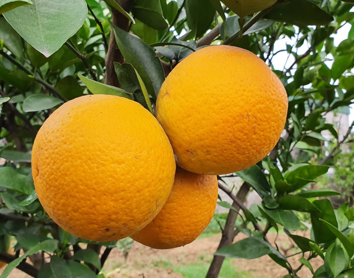 Vựa Trái Cây Việt Lượm