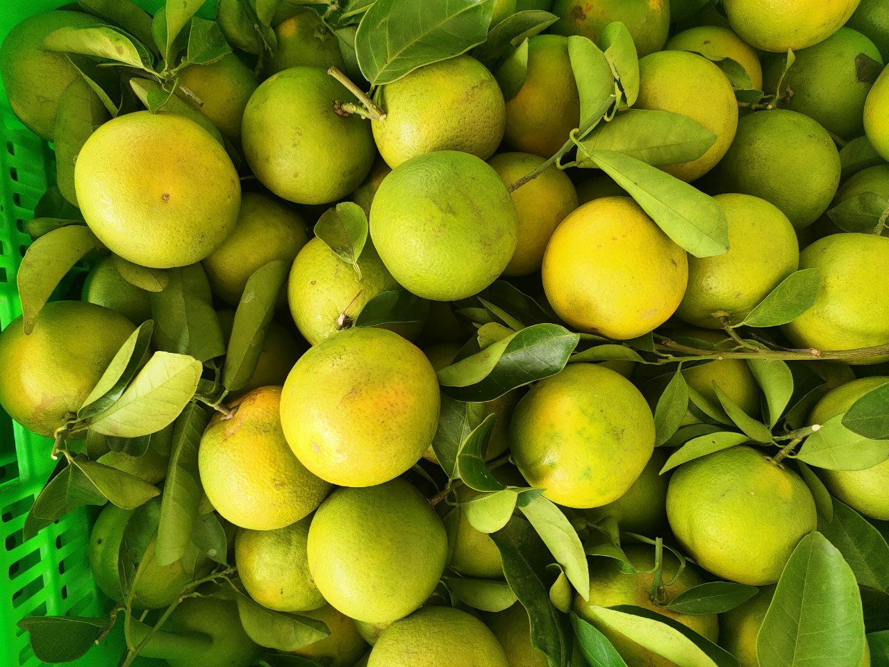 Vựa Trái Cây Việt Lượm