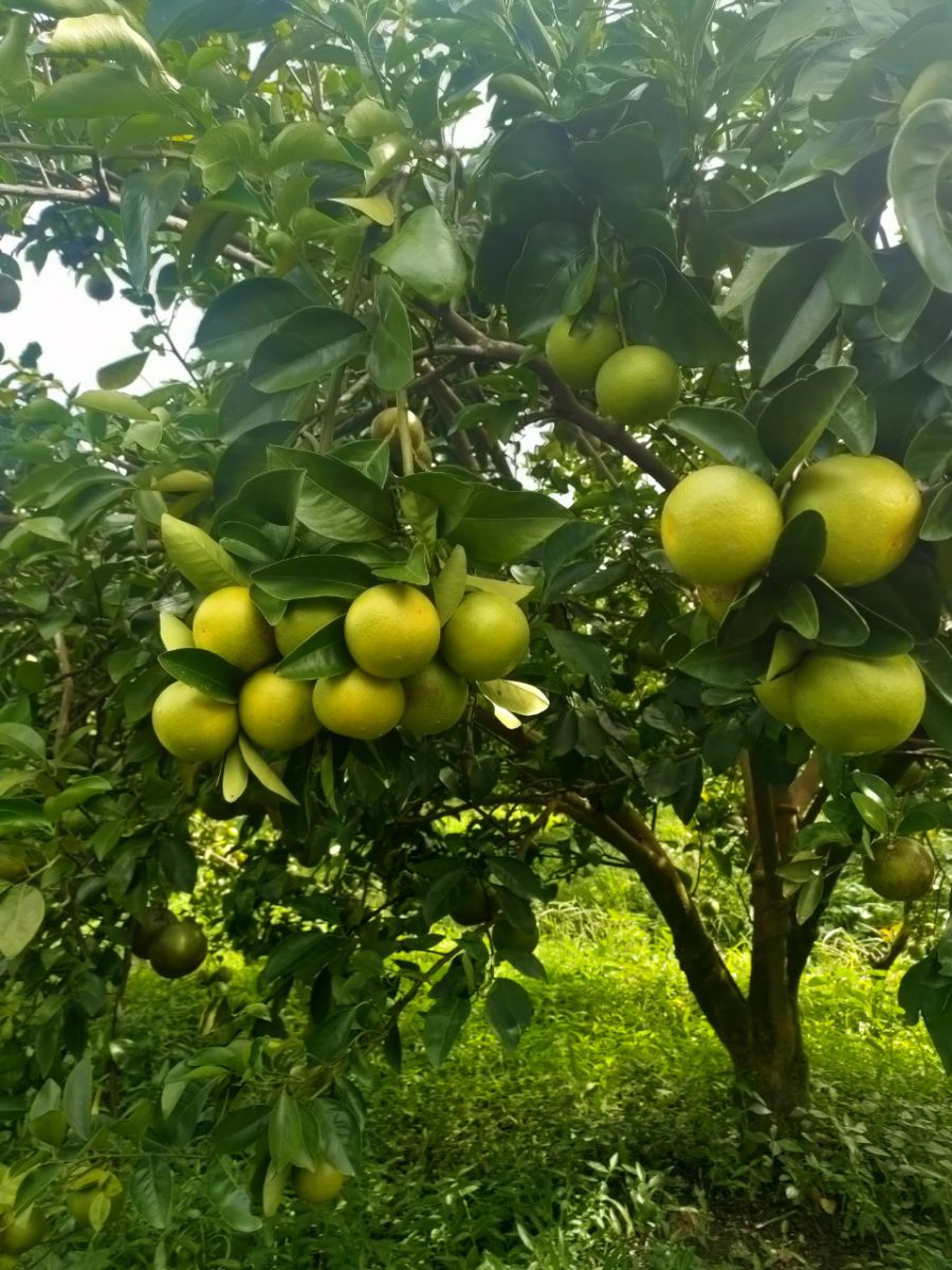 Vựa Trái Cây Việt Lượm
