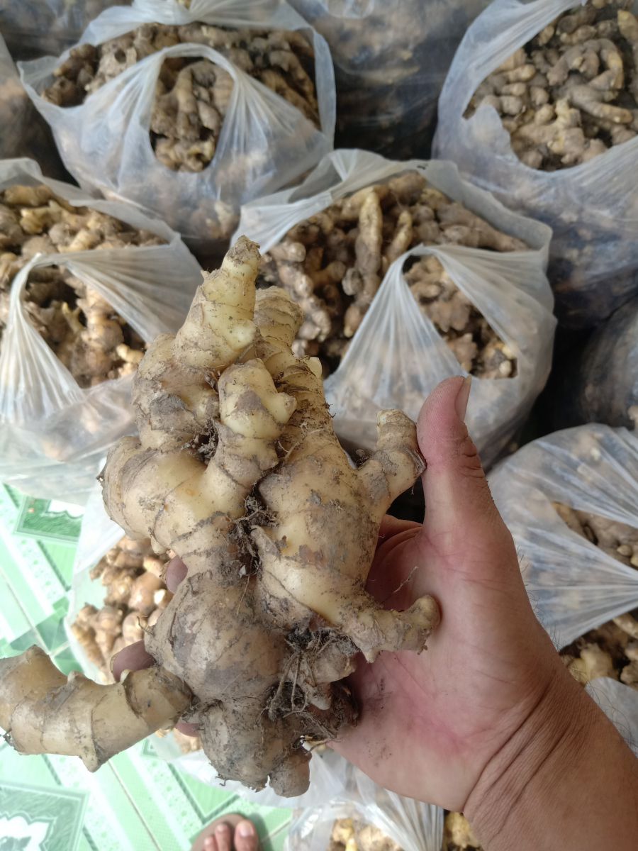 Vựa Trái Cây Việt Lượm