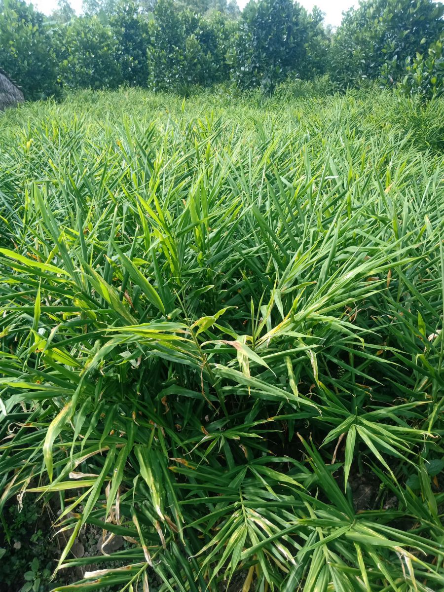 Vựa Trái Cây Việt Lượm