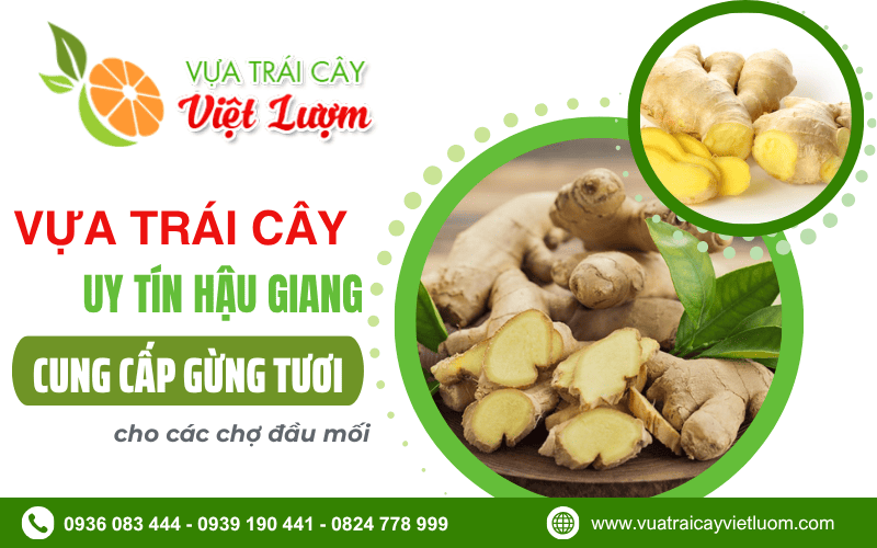 sỉ gừng tươi Hậu Giang