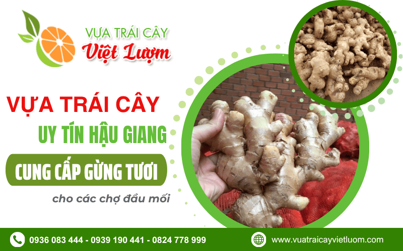 sỉ gừng tươi Hậu Giang