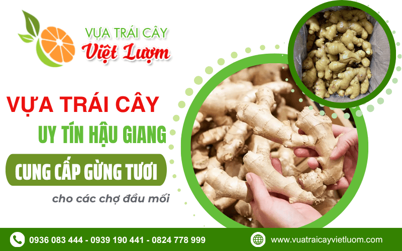 sỉ gừng tươi Hậu Giang