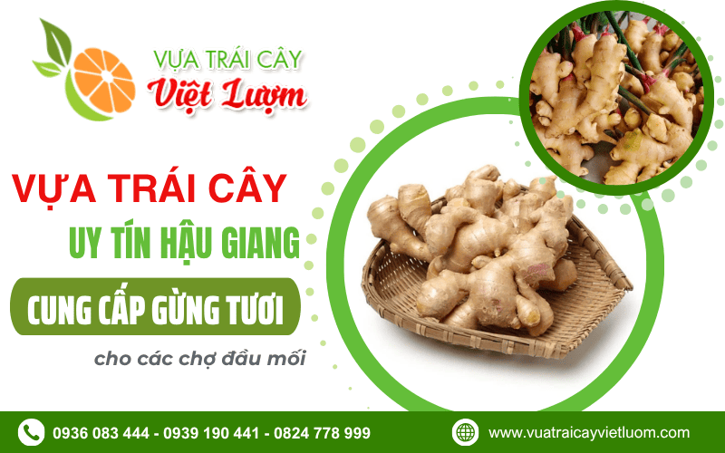 sỉ gừng tươi Hậu Giang