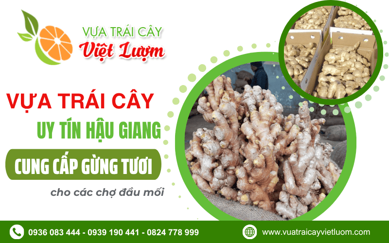 sỉ gừng tươi Hậu Giang
