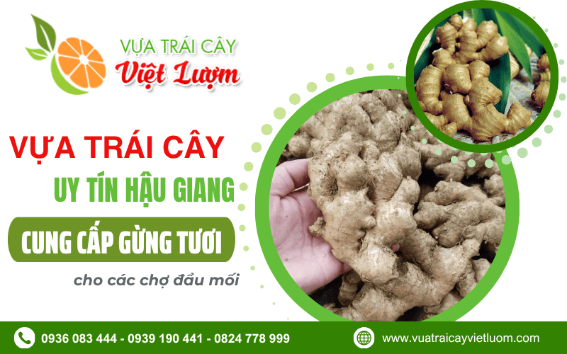 sỉ gừng tươi Hậu Giang