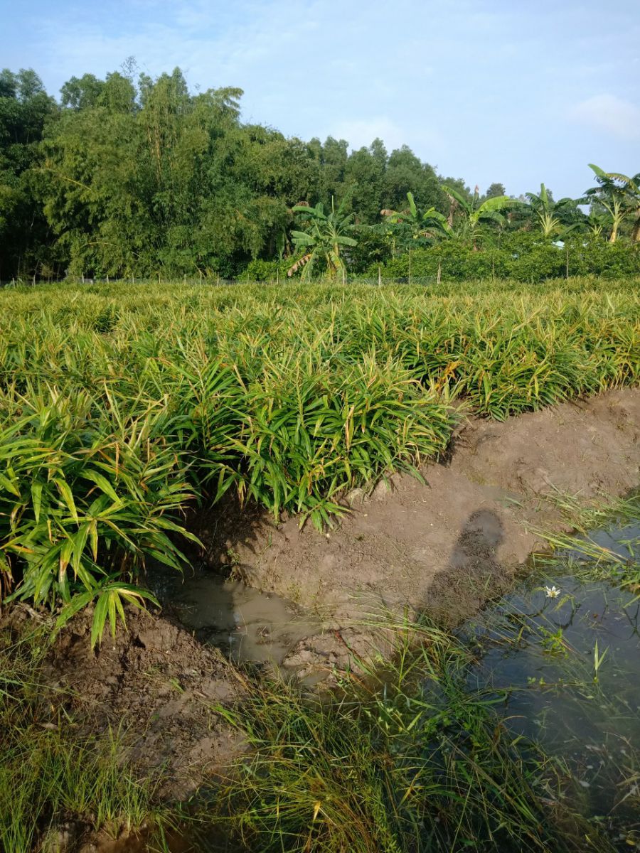 Vựa Trái Cây Việt Lượm