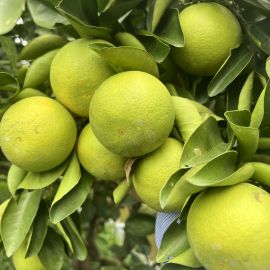 HÀNG MỚI LIÊN TỤC - CAM XOÀN LOẠI 1