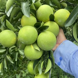 THU HOẠCH CAM XOÀN TẠI VƯỜN