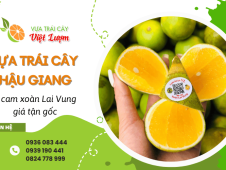 Vựa trái cây chuyên sỉ cam xoàn Lai Vung giá tận gốc