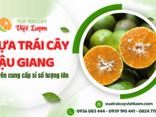 Vựa trái cây Hậu Giang chuyên cung cấp sỉ quýt đường và bưởi da xanh số lượng lớn