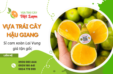 Vựa trái cây chuyên sỉ cam xoàn Lai Vung giá tận gốc