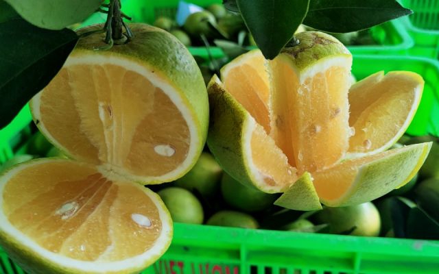 Tất Tần Tật Về Giống Cam Xoàn
