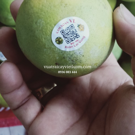 CAM XOÀN LAI VUNG