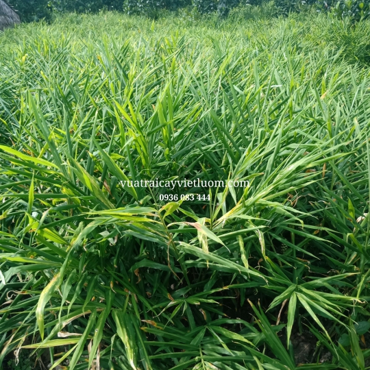 GỪNG TƯƠI